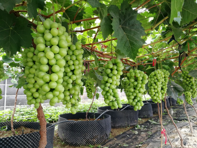 三润集团百万斤阳光玫瑰葡萄成熟，线上+线下全渠道送上葡萄盛宴”